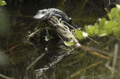
An alligator suns in the Everglades near Homestead, Fla., in  November  2006. Associated Press
 (File Associated Press / The Spokesman-Review)
