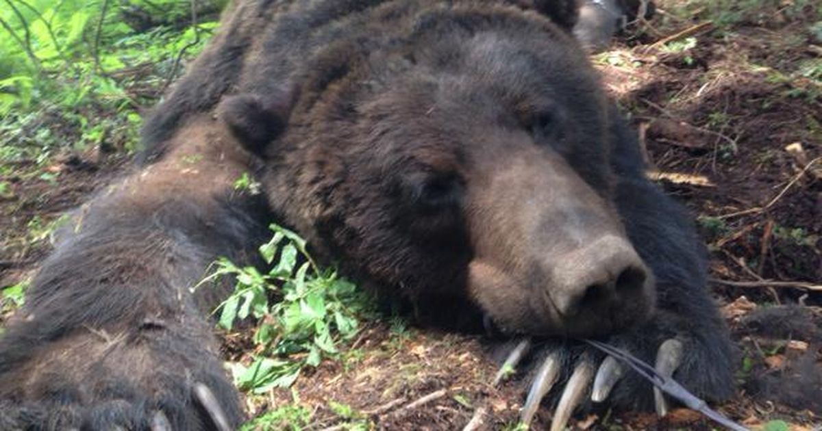 Grizzlies tend to stay in the shadows of attention in the Inland ...