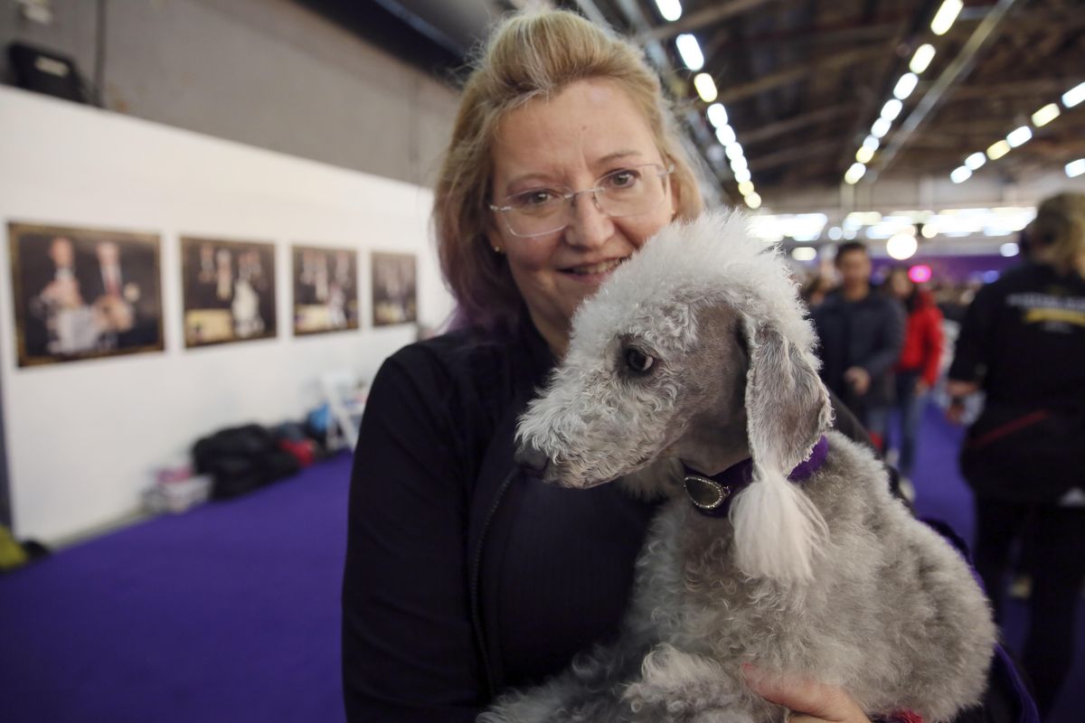Valkyrie, a Bedlington terrier, and owner JoAnn Burtness of Louisburg, N.C., relax after competing in the Westminster Kennel Club