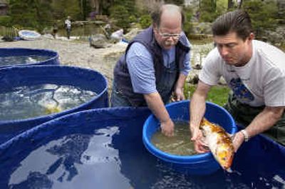 
Allan Foster, left, and Grant Rodkey transfer a koi from a transport bucket to a holding pen after herding koi at Manito Park's Japanese Garden Pond on Saturday morning. 
 (Dan Pelle / The Spokesman-Review)
