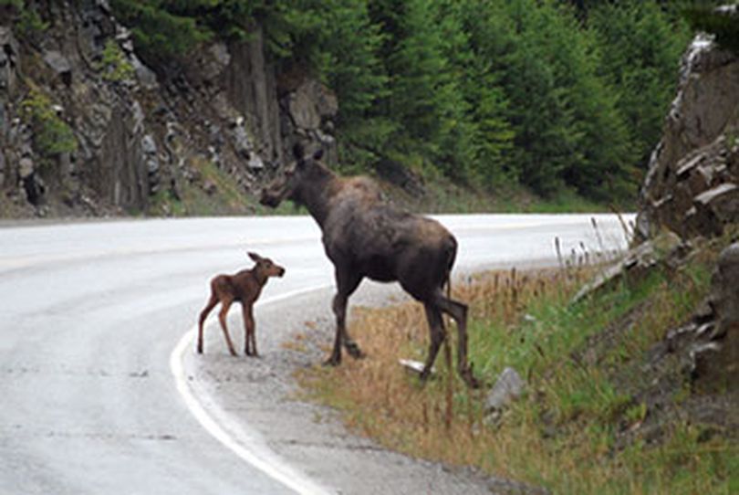 Cow moose and calf. (Washington Department of Fish and Wildlife)