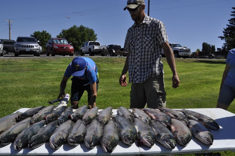 Anglers admire their catch of sockeye and a few summer chinook after fishing the upper Columbia River near Brewster. (Rich Landers)