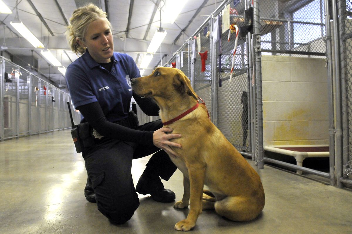 Animal Protection Officer Ashley Brown Proszek looks at a Labrador mix she brought into the Spokane County Regional Animal Protection Service shelter in Spokane Valley on Monday. The animal was found without a collar or microchip identification. (Jesse Tinsley)