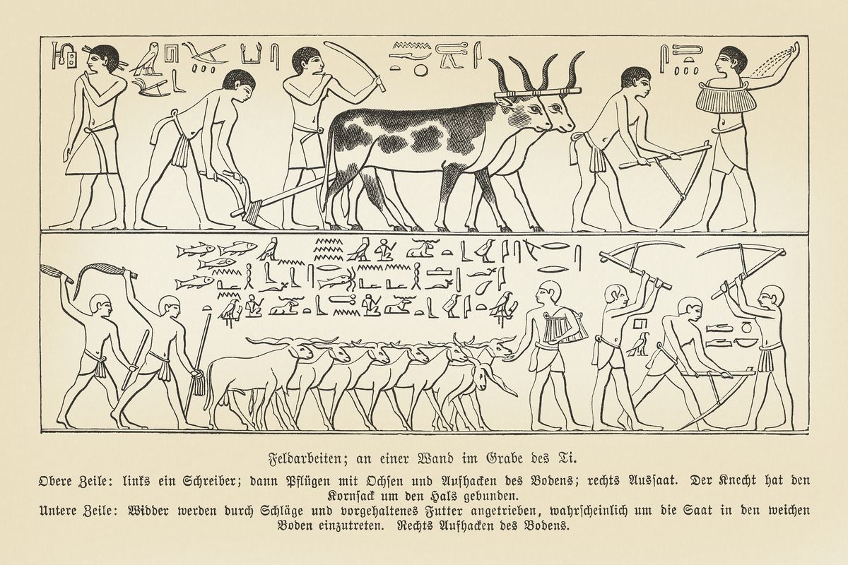 This 1879 recreation shows an Egyptian hieroglyphic depiction of agriculture found in the ancient Menfi, Saqqara Necropolis Mastaba of Ti, dating to the Fifth Dynasty of the Old Kingdom, circa 2400 B.C. (Getty Images)
