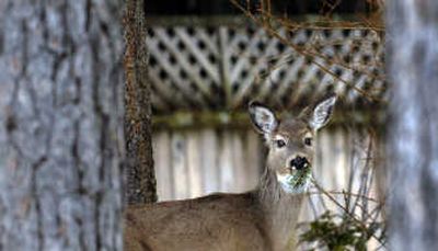 
A deer chews on a tree branch in Fernan Village.
 (Kathy Plonka / The Spokesman-Review)