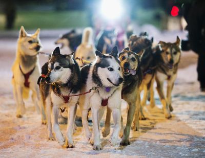 Mitch Seavey's team reaches the finish line in the Iditarod Trail Sled Dog Race on Wednesday in Nome, Alaska. (Marc Lester / Associated Press)