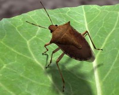 This screen shot portrays the spined soldier bug, a character from the “BugFarm” video game.Courtesy of “BugFarm” (Courtesy of “BugFarm” / The Spokesman-Review)