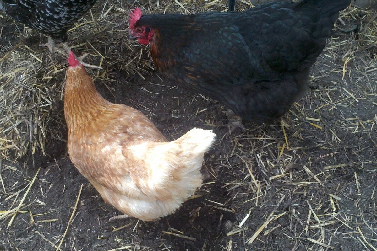 Backyard chickens are happy to assist in fertilizing and composting, giving gardeners rich organic soil in return.
 (R. B. Millsap / Special to Down to Earth NW)