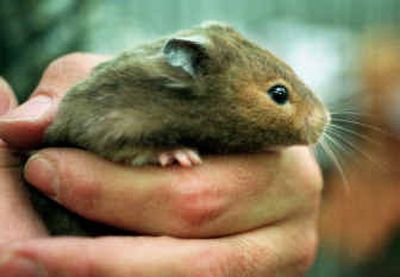 
With gentle handling, a hamster can feel secure in a palm. But keep rodents away from your face and always wash your hands afterward, the CDC says.
 (File/Spokesman-Review / The Spokesman-Review)