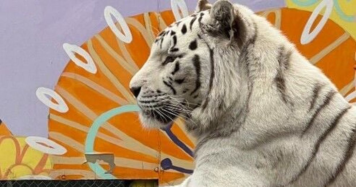 Wildlife ambassador: White tiger at Cat Tales dies after bout with mouth cancer