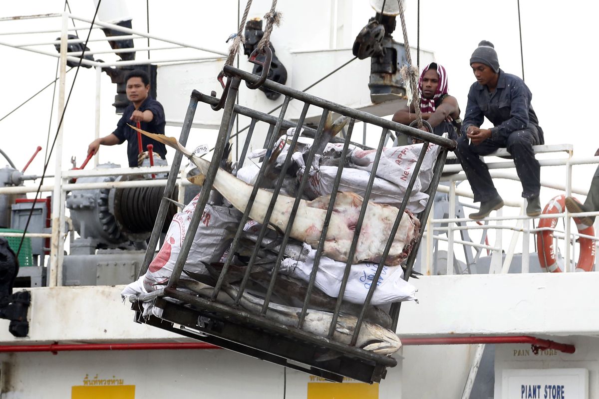 Workers in Benjina, Indonesia, load fish onto a ship bound for Thailand in November 2014. (Associated Press)