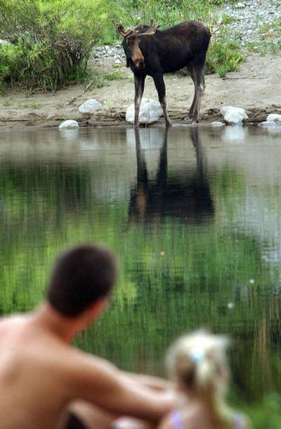 
Brian Reed and Madison Janke, 3, watch a young bull moose across the Spokane River at Mirabeau Point in Spokane Valley on Thursday evening. The moose has been hanging around the area for the past  week. 
 (Liz Kishimoto / The Spokesman-Review)