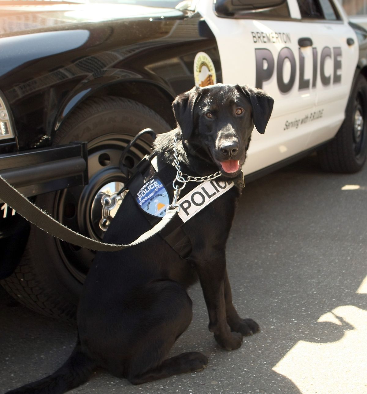 Dusty is the first narcotics dog in Kitsap County not to be trained to sniff out marijuana. (Associated Press)
