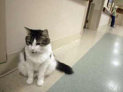 
Oscar the cat waits outside a patient's room Monday at a nursing home in Providence, R.I. Associated Press
 (Associated Press / The Spokesman-Review)