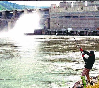 
An angler hauls in a catch below Lower Granite Dam on the Snake River near Clarkston. 
 (File Associated Press / The Spokesman-Review)
