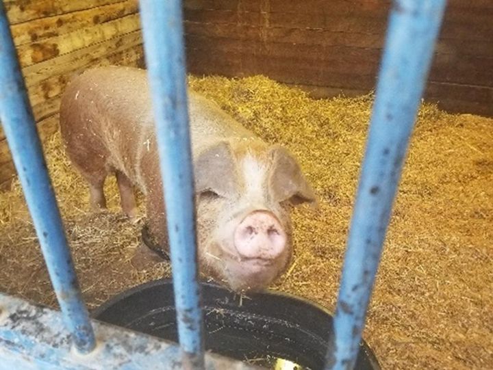 SCRAPS seeking vegetable donations to feed rescued pigs The Spokesman