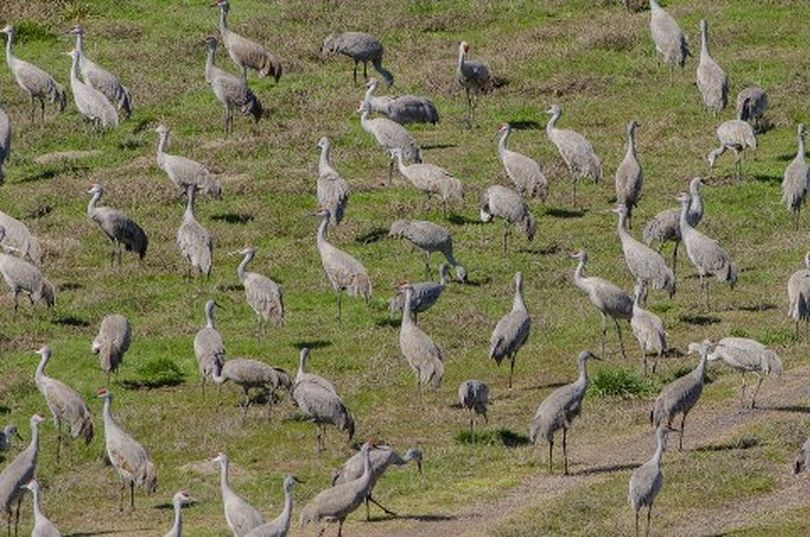 Sandhill cranes stop near Othello, Wash., and the Columbia National Wildlife Refuge in late March and early April during their spring migration. (Craig Goodwin)