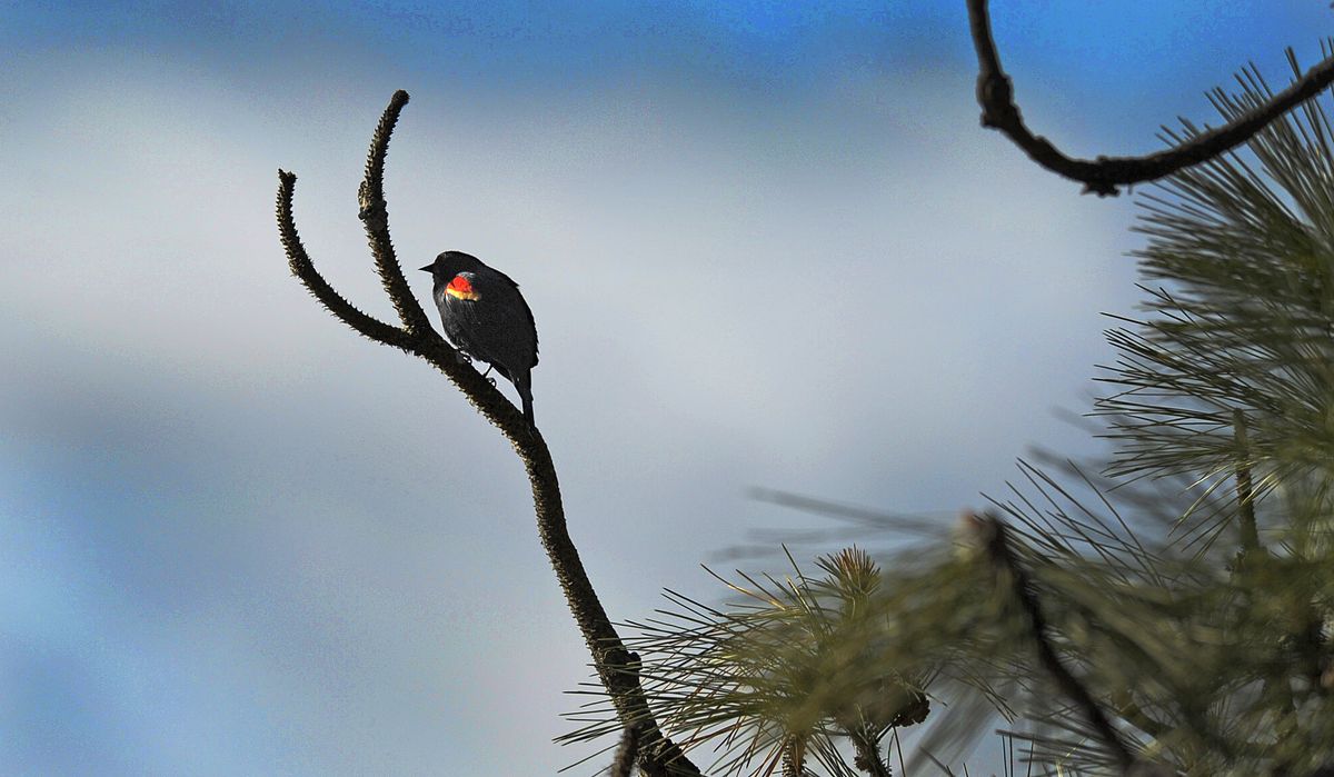 A red-winged blackbird perches on a branch overlooking one of the many ponds at Turnbull Wildlife Refuge on Tuesday, March 30, 2010. (Christopher Anderson / The Spokesman-Review)
