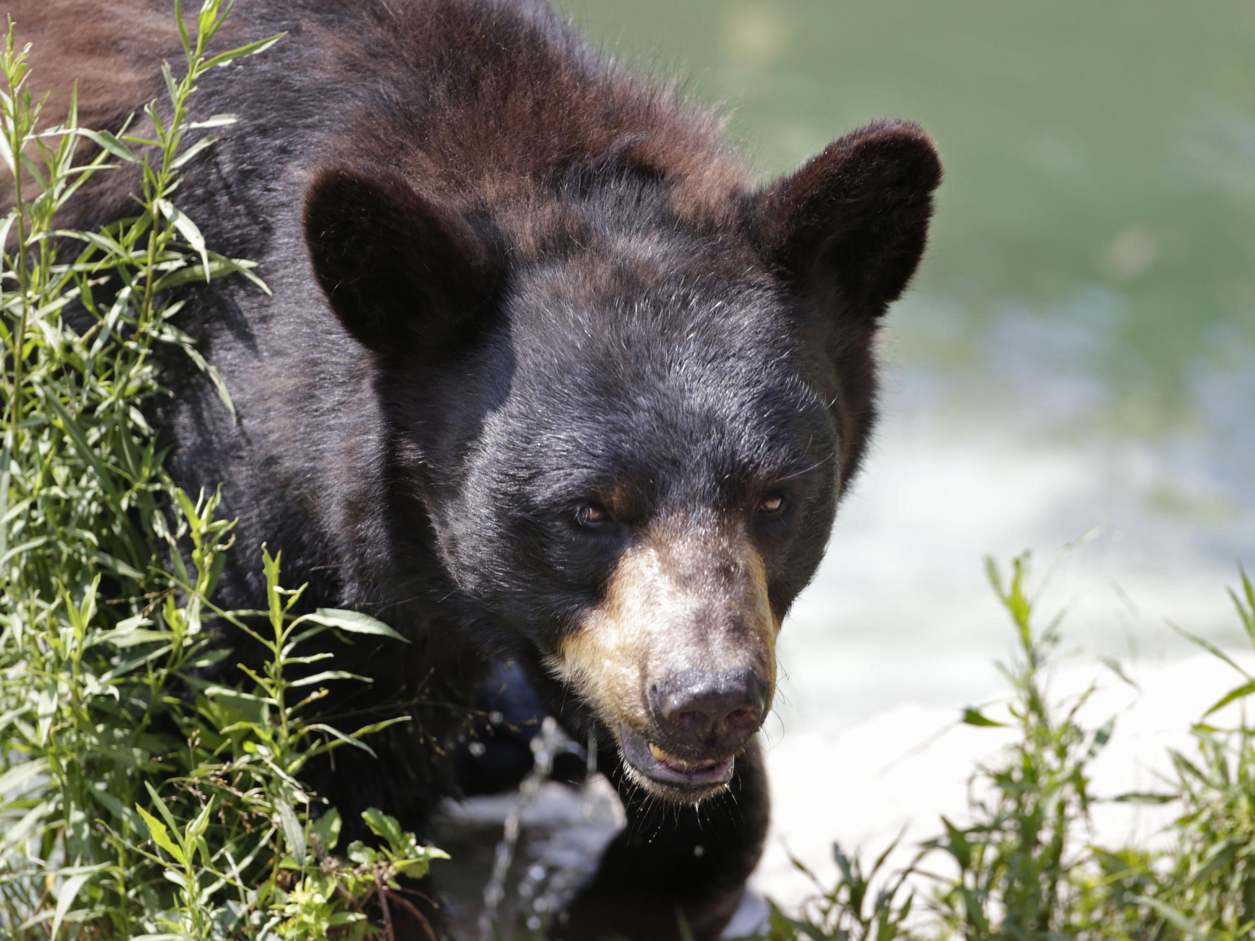 New Hampshire Fish and Game warning people about black bears