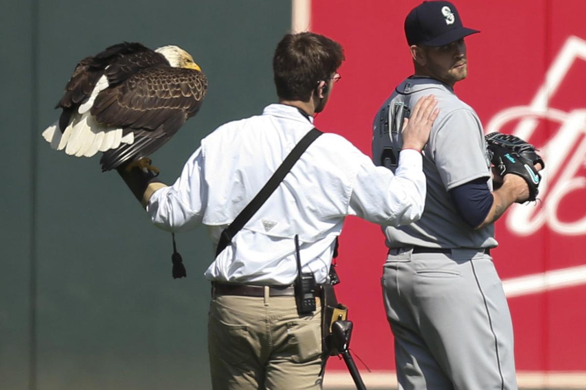 The handler for a bald eagle that was to fly to the pitcher’s mound during the national anthem pats Seattle Mariners starting pitcher James Paxton, a Canadian, after the eagle chose to land on his shoulder instead, Thursday, April 5, 2018, before the Mariners’ game against the Minnesota Twins in Minneapolis. (Jeff Wheeler / Minneapolis Star Tribune)