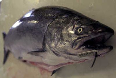 
A bar code on the jaw of a chinook salmon indicates it was part of a genetic study in which salmon from particular rivers are caught in the ocean. Researchers have about $2 million in federal funding to expand the study this year.Associated Press
 (Associated Press / The Spokesman-Review)