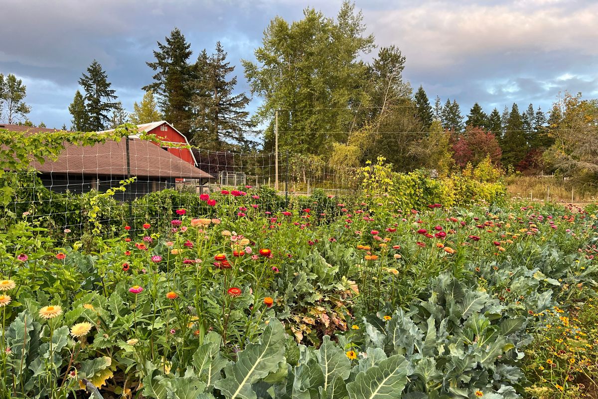 Michalina Hunter’s farm. Hunter is the owner of Cicada Seeds in Vancouver Island, Canada. (Courtesy of Cicada Seeds)