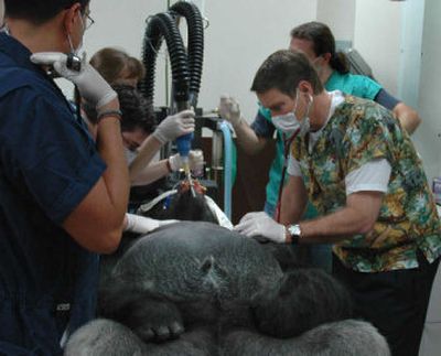 
Senate Majority Leader Bill Frist, a cardiac surgeon, has cultivated a Washington side practice: gorillas at the National Zoo. Here, he examines Kuja for signs of heart disease before a Senate session. 
 (Washington Post / The Spokesman-Review)