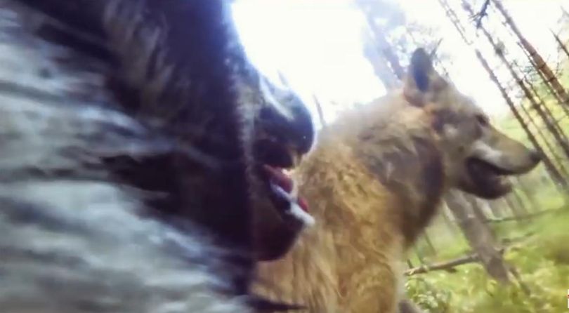 Video: Hunting dog refuses to be prey in wolf attack | The Spokesman-Review