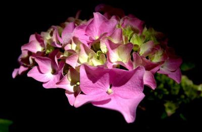 
 Hydrangeas usually have great color in this area. 
 (The Spokesman-Review)