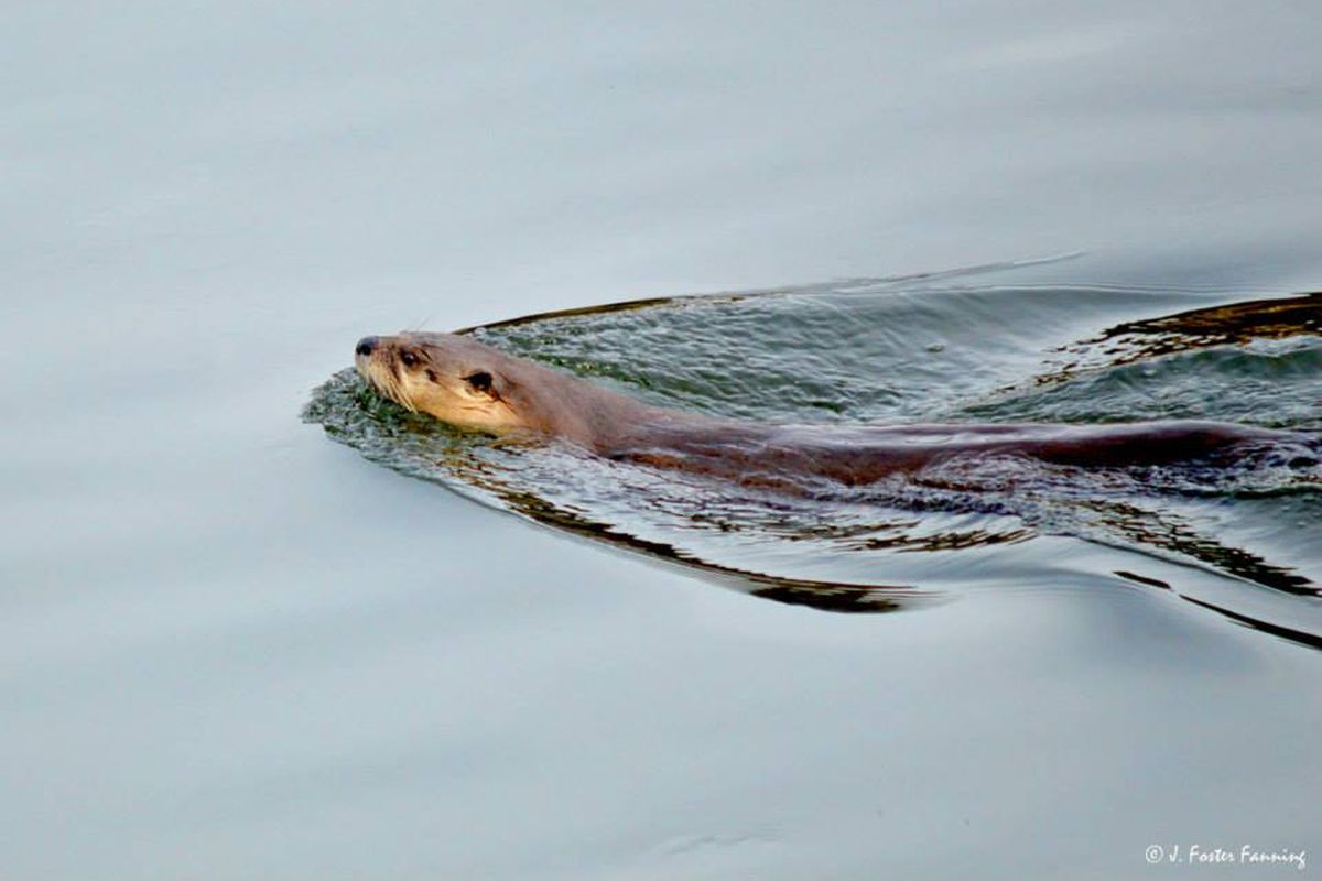 River otter in Kettle River. (J. Foster Fanning)