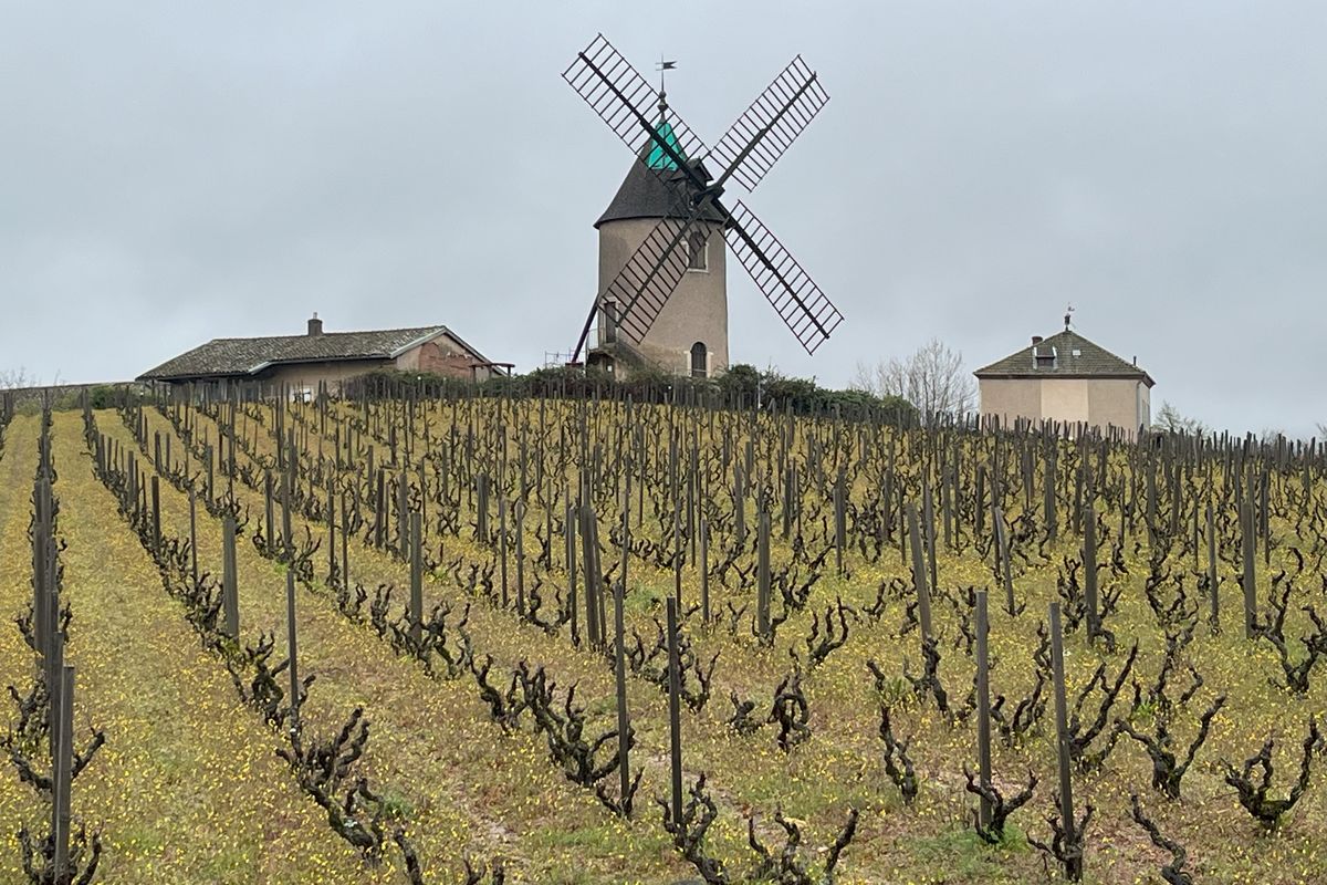 Moulin-à-Vent, named for the distinctive windmill overlooking the vines, is one of the Beaujolais Cru appellations petitioning for Premier Cru status for some of its vineyards.  (Dave McIntyre/Dave McIntyre)