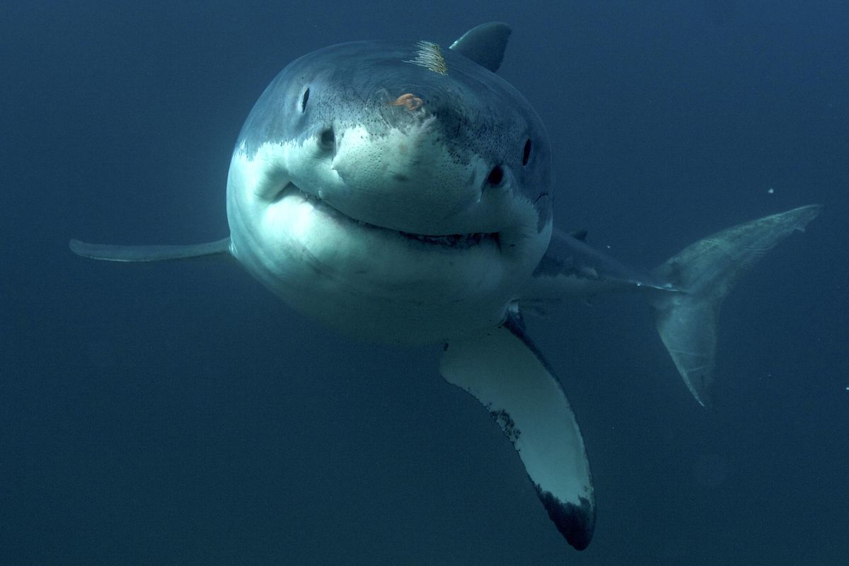 This undated image released by Discovery Channel shows a great white shark. The channel