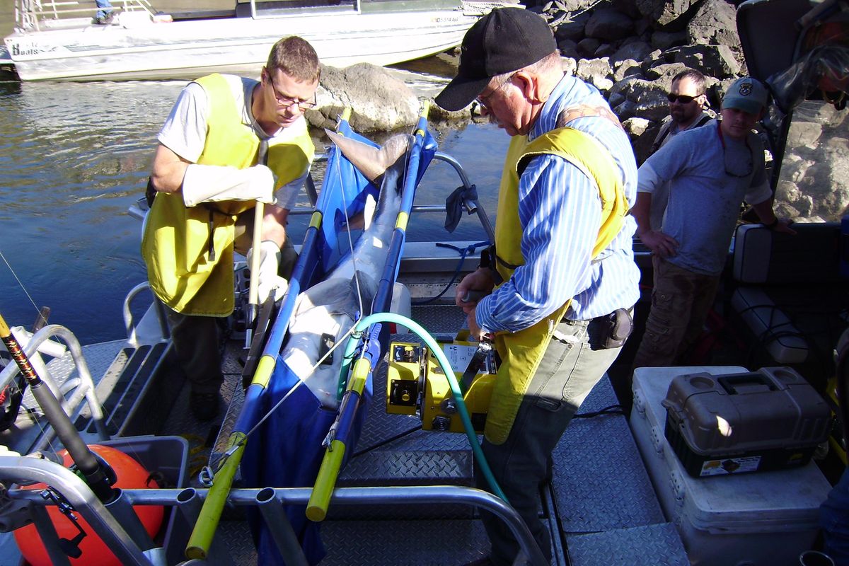 Fisheries workers for the Idaho Department of Fish and Game X-ray a sturgeon in Hells Canyon as part of a study to determine if ingested hooks are harming the white sturgeon population there. (Courtesy)