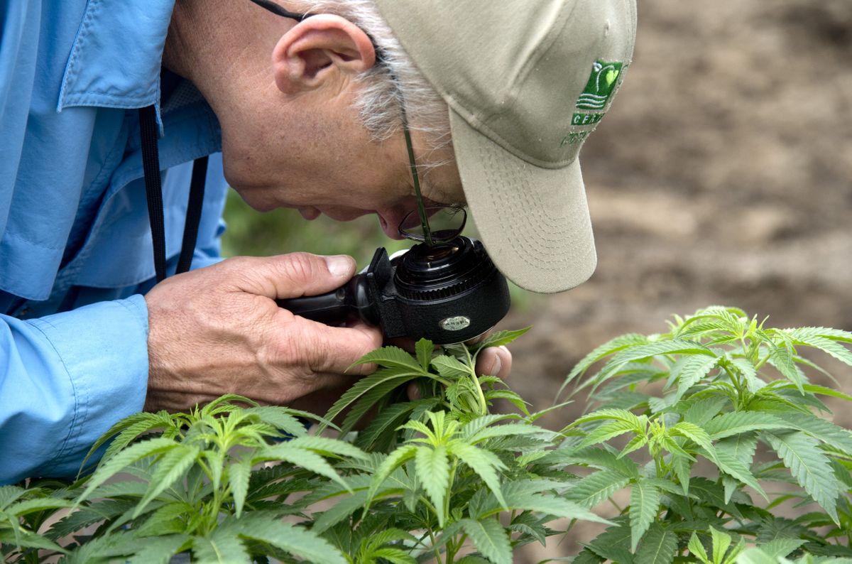 ‘Clean Green’labeled marijuana is pesticidefree, environmentally