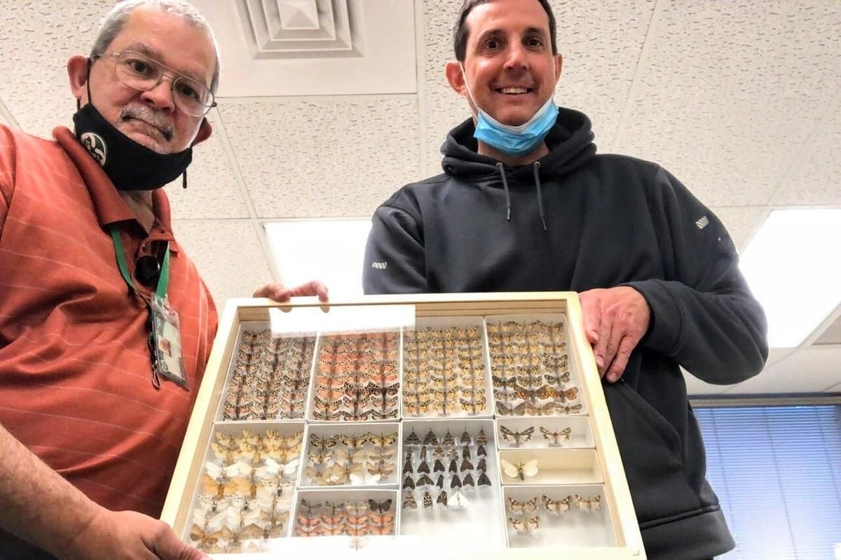 Chuck Harp, left, collections manager at the C.P. Gillette Museum of Arthropod Diversity (Colorado State University), and NRRES Executive Director Mat Seidensticker hold a drawer of specimens collected by the Montana Moth Project team and curated by Harp for inclusion in the MMP’s reference collection, the largest holdings of Montana moth specimens in the country.  (Courtesy photo)