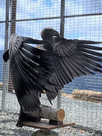 Condor Hlow Hoo-let, or A1, is part of re-establishing a California condor population in the Pacific Northwest.  (U.S. Fish & Wildlife Service/TNS)