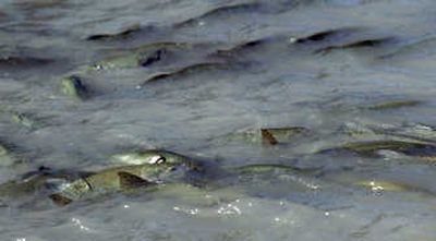 
Masses of  pink salmon thrash in the  White River below the old Puget Sound Energy  dam near Buckley, Wash., on Monday. Associated Press
 (Associated Press / The Spokesman-Review)