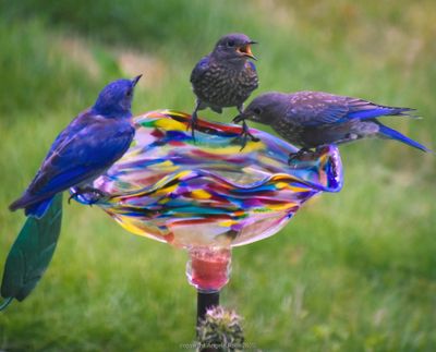 Angela Roth photographed these bluebirds on Aug. 17 in her backyard in Nine Mile Falls. It was 100 degrees and all kinds of birds were flocking to the many water bowls and bird baths she has out for them. This is an adult bluebird and juveniles at a blown glass bird bath. (Angela Roth/courtesy)