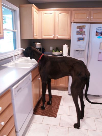 In this photo taken in August 2010, Zeus, a Great Dane owned by Kevin and Denise Doorlag, drinks from the kitchen sink at their home in Otsego, Mich. (Associated Press)