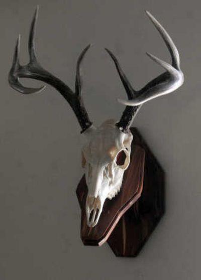 
Paulson made this European head mount on natural cherry wood.
 (The Spokesman-Review)