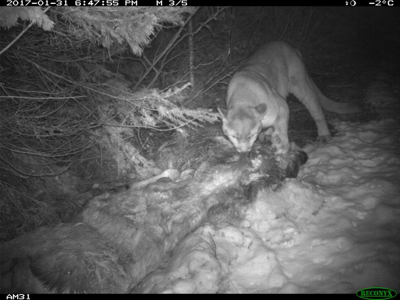 A mountain lion caches an elk carcass in the is photo from a trail cam put out by Idaho Fish and Game Department big-game researchers. (Idaho Fish and Game Department)