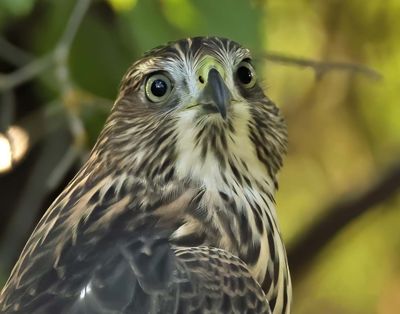 Jerry Rolwes took this photo of a young cooper hawk in his backyard near Ferris High School on Aug. 18, 2022.   (Gerald E. Rolwes/COURTESY)