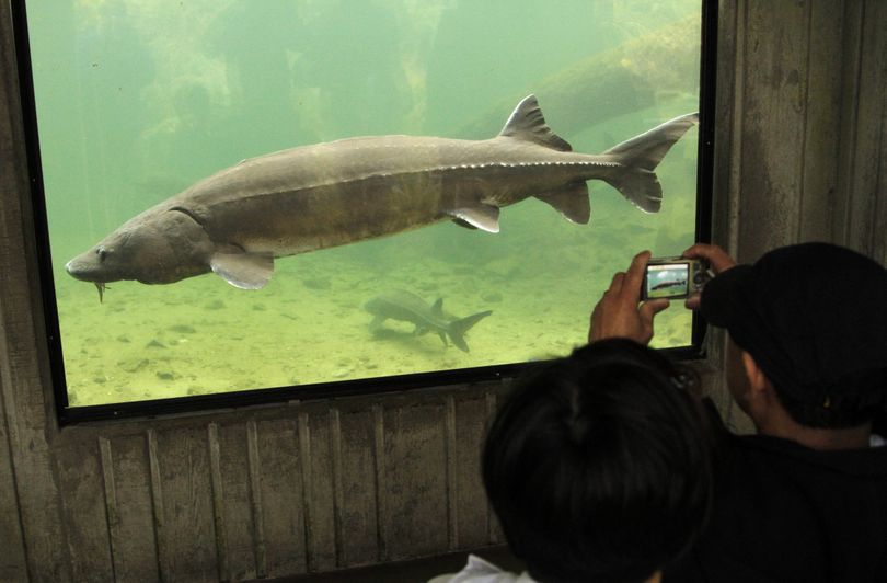 A tourist photographs “Herman the Sturgeon” in the sturgeon viewing tank at Bonneville Fish Hatchery near Cascade Locks, Ore. The fish is longer than 10 feet, weighs more than 450 pounds and is more than 70 years old. (Associated Press)