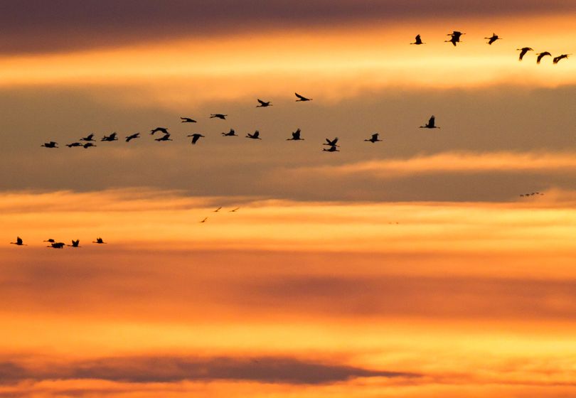 In this Monday, March 14, 2011 photo, Sandhill Cranes fly in formation against a sunset near Gibbon, Neb.  About half a million sandhill cranes stop along an 80-mile stretch of the Platte River for three to four weeks each spring in March and April before continuing their journey to Canada, Alaska and Siberia. (Nati Harnik / Associated Press)