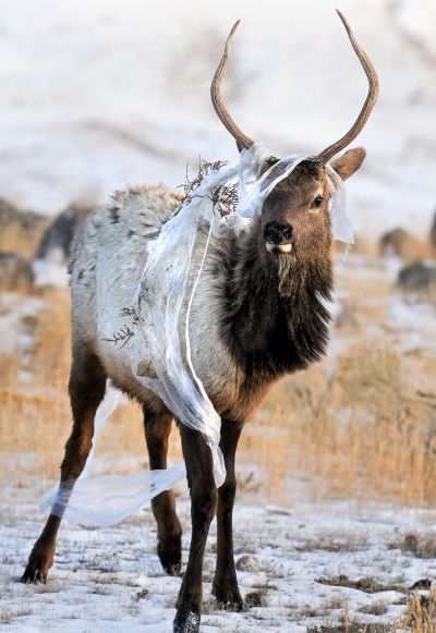 In this Saturday, Jan. 30, 2010 photo, a spike elk is wrapped in plastic after attempting to spar with it near Gardiner, Mont. in Yellowstone National Park. (Erik Petersen / Bozeman Daily Chronicle)
