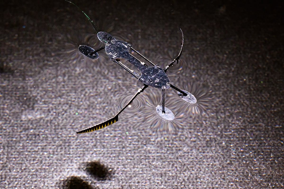 The WaterStrider weighs 55 milligrams and can move at 6 millimeters per second.  (Bob Hubner / Provided by WSU Photo Services)