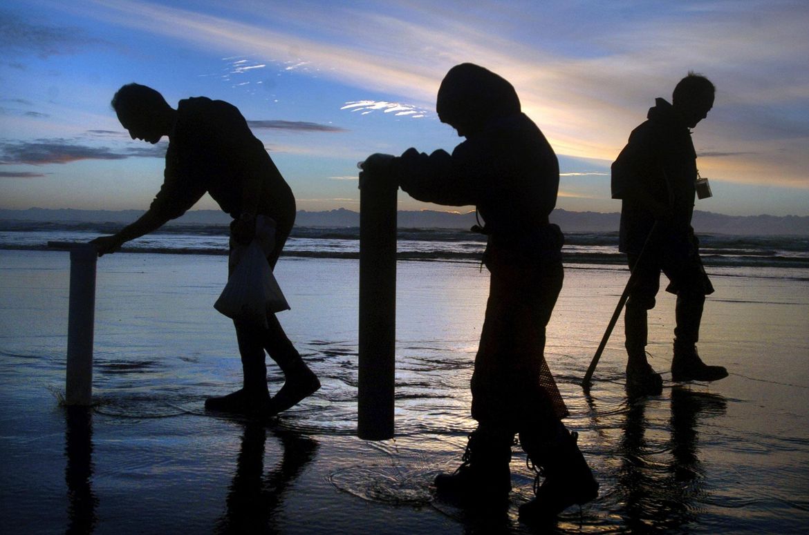 Razor clam dig along Washington coast canceled The SpokesmanReview
