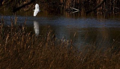 
A heron flies over wetlands Wednesday at Turnbull Wildlife Refuge near Cheney. An Inland Northwest Land Trust-Ducks Unlimited preserve project nearby will give more space to migratory waterfowl. 
 (The Spokesman-Review)