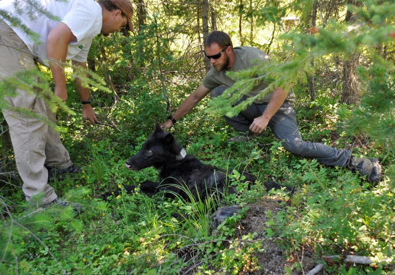 A yearling female gray wolf is set in the shade by Washington Fish and Wildlife Department biologist Scott Becker, left, and Trent Roussin, so it can continue waking from the effect of tranquilizers before taking off on its own again. It was captured and fitted with ear tags and a GPS collar on July 15, 2013, in Pend Oreille County. RICH LANDERS richl@spokesman.com (Rich Landers)