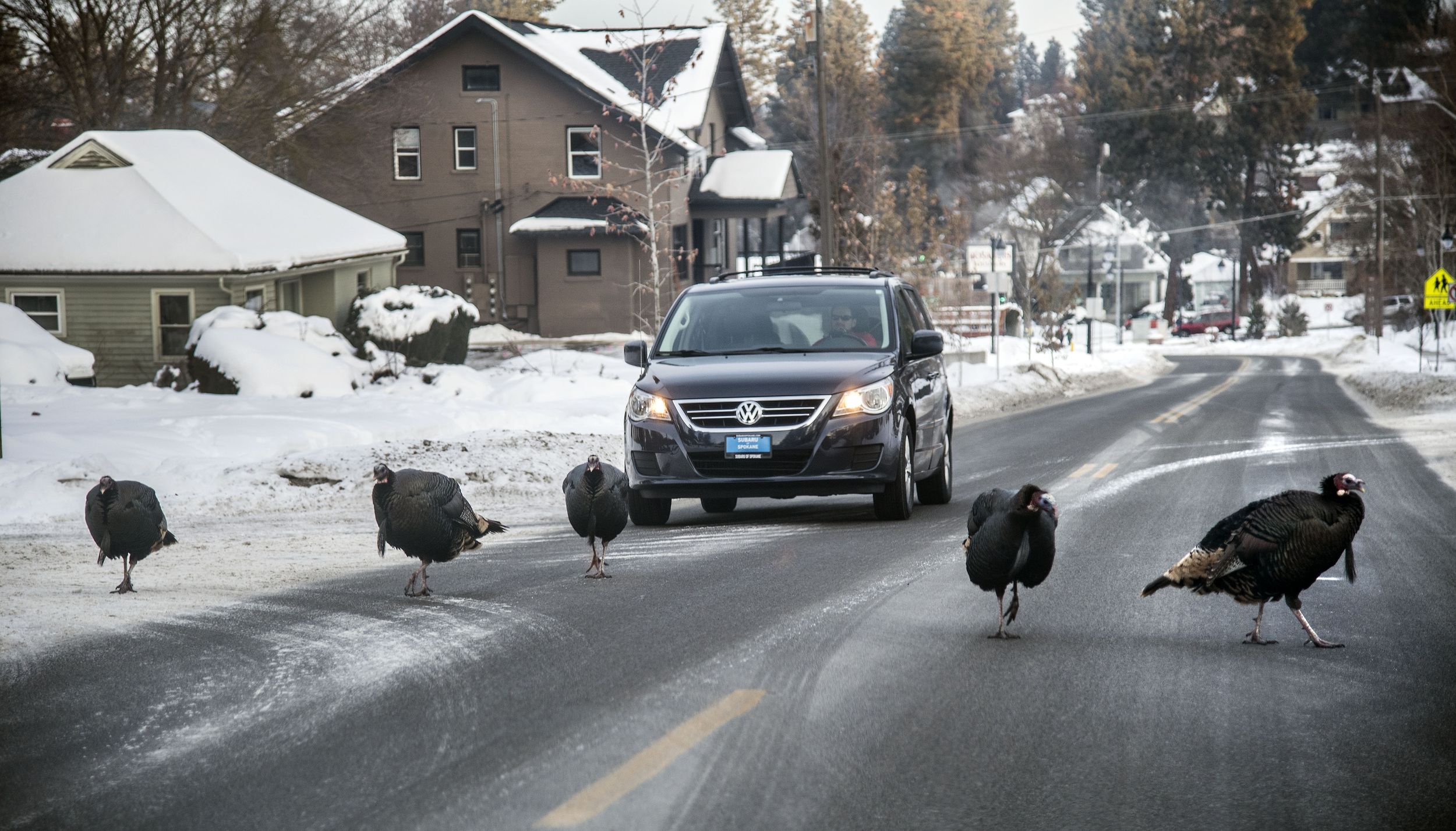 Inland Northwest’s thriving turkey population is an invasive nuisance